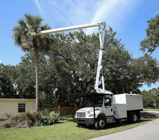 tree trimming in Apopka Fl