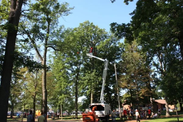 Preparing trees for hurricane season