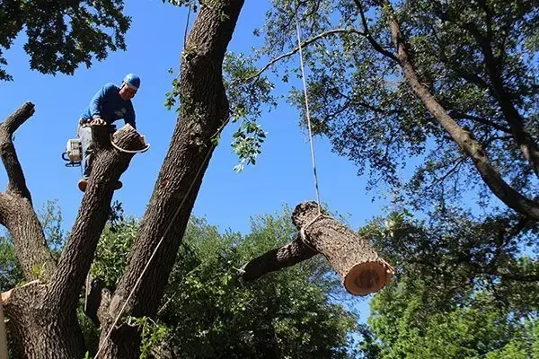tree removal
